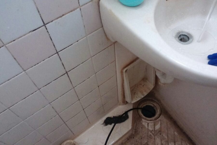 排水詰まった葛飾区水元、水元公園